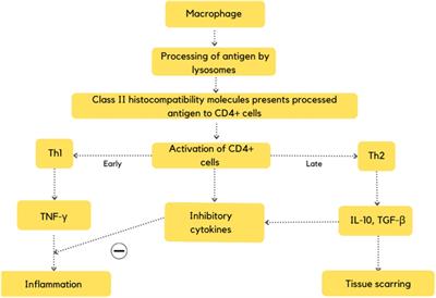 Cardiac sarcoidosis: a comprehensive review of risk factors, pathogenesis, diagnosis, clinical manifestations, and treatment strategies